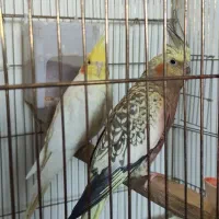 پرنده عروس هلندی|پرنده|فردیس, فردیس|دیوار