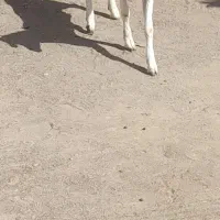 بز ماده|حیوانات مزرعه|میناب, |دیوار