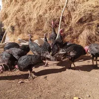 بوقلمون|حیوانات مزرعه|کشکسرای, |دیوار