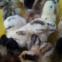 جوجه گلپایگانی۳روزه موجود۵۰۰عدد