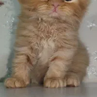 گربه پرشین|گربه|گلستان (تهران), |دیوار