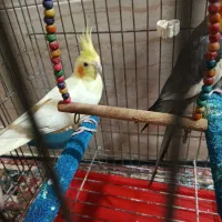 عروس هلندی لوتینیو مولد