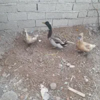 اردک کاکلی ویک بوقلمون ماده