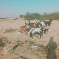 فروش بره های داشتی