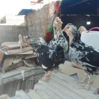 مرغ گلین ومعمولی (فقط تخم مرغ دارم )