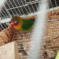 طوطی ،طوطی کوتوله