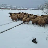 محصولات گوسفندی