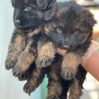 ۵ تا سگ خارجی ژرمن شپرد از بزرگ تا کوچیک|سگ|تهران, لویزان|دیوار