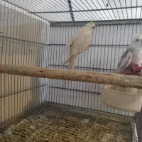 آلبینو وایت فیس مولد|پرنده|خمینیشهر, |دیوار