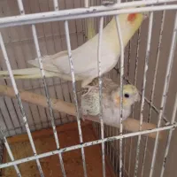جفت عروس|پرنده|سمنان, |دیوار