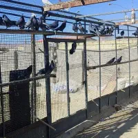 کفتر گرو پرشی سیاه زرهی|پرنده|عسگران, |دیوار