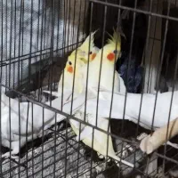 جوجه عروس هلندی|پرنده|لنگرود, |دیوار