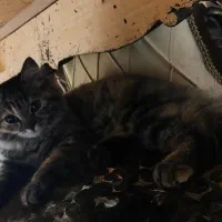 گربه نژاد بریتیش و پرشین میکس|گربه|اهواز, شهرک برق|دیوار