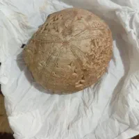 دوعدد مهره گبری ویک عدد سنگ نقش نگاری خط میخی|کلکسیون اشیاء عتیقه|خمینی‌شهر, |دیوار