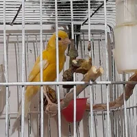 قناری نروماده|پرنده|تهران, افسریه جنوبی|دیوار