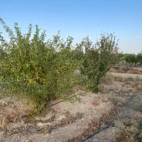 باغ-شهر-نگین-سلطانیه