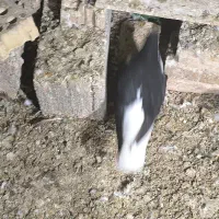 شیرازی نر|پرنده|کارون, |دیوار