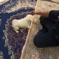 سگ باهوش