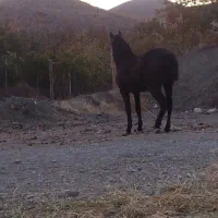 اسب مادیان کرد