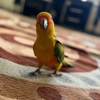 طوطی خورشیدی