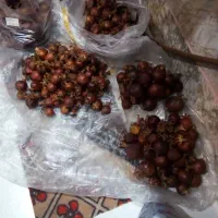 انار طبیعی خشک تزئینی|صنایع دستی و سایر لوازم تزئینی|مشهد, رده|دیوار