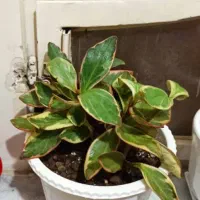 فروش گل....|گل و گیاه طبیعی|فولادشهر, C5|دیوار