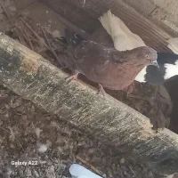 کوهی شکلاتی چاپدارپلاکی سبزآبادانی کله ای طوقی