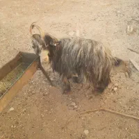 بزغاله دوبری