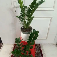 گل و گیاه طبیعی باکیفیت سانسوریاو پتوس و زامفولیا