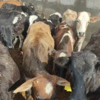 گوساله ماده چاق