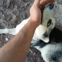هاسکی چشم یخی