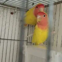 کوتوله صورت هلویی