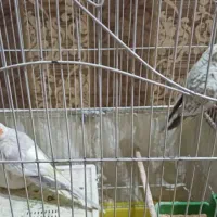 یک جفت عروس هلندی گل باقاله ای تخم گذار|پرنده|اهواز, شهرک دانشگاه|دیوار