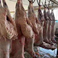 گوسفند و گوساله برای قربانی