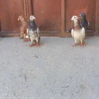 کبوتر