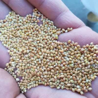 فروش 120 تن ارزن محلی|خدمات باغبانی و درختکاری|رودبار (کرمان), |دیوار