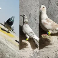 کفتر گم شوده کسی گرفته صید داده میشه به خود کفتر