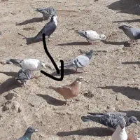 جفت جوجه ابلق قهوای و ابلق زرد