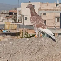 کبوتر