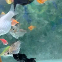 ماهی کالر کپی و مولی|ماهی|سراب, |دیوار