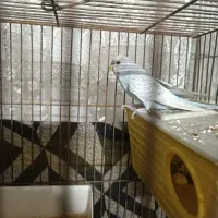 پرنده مرغ عشق|پرنده|سمنان, |دیوار