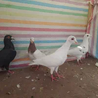 کبوترنامه بر|پرنده|کنگاور, |دیوار