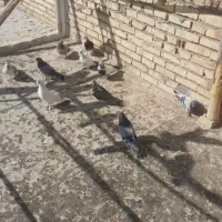 تعداد ۳۰ تا کبوتر خوب تضمینی
