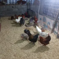 فروش مرغ تخم گذارواردک اسراییلی۳ماهه