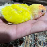 جوجه ۲۵ روزه طوطی برزیلی