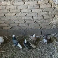 کبوتر پرشی بشرط ضمانت ساعت بالا|پرنده|ماهدشت, |دیوار