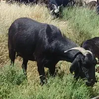 بز چاق کشتی