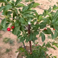 باغ حصار شده سند دار500متری در بیلوردی