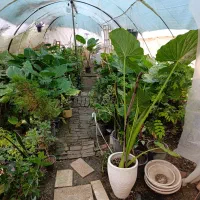 فروش بابا آدم های یک‌ونیم‌ودومتری|گل و گیاه طبیعی|مشگین شهر, |دیوار