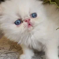 گربه پرشین سوپرفلت